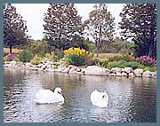 Swans and Perennial Gardens