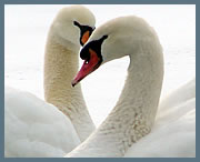 Swans